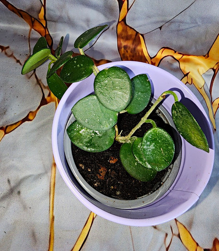 Hoya wax plant potted - plant,