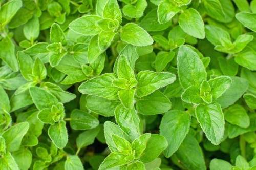 Herb oregano plug plants x - x, 6