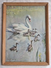 Vernon Ward Swan & cygnets