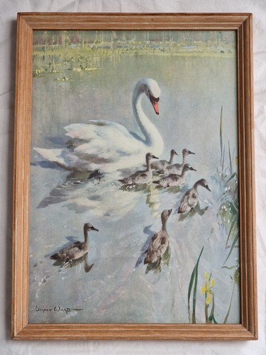 Vernon ward swan cygnets - vernon, &