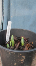 Galanthus      Comet     X 3