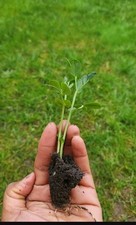 Pea  garden peas multisown- 6x