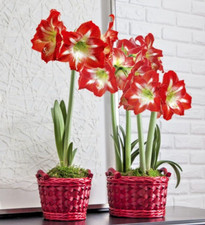 Christmas Plant Red Star -