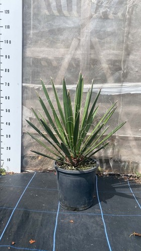 Yucca faxoniana 80cm 10 - faxoniana,
