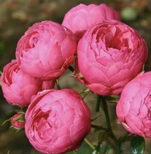 FLORIBUNDA  ROSE PINK