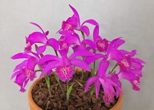 Pleione Berapi 'Purple Sandpiper' (2 bulbs) - Lot PS2.1