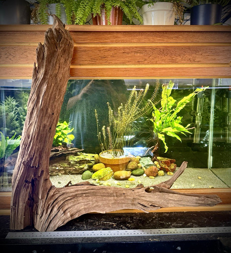 Xxl aquarium driftwood 65cm - xxl,