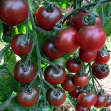 Rosella tomato seeds x 20