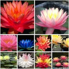 Premium water lily pond - premium,