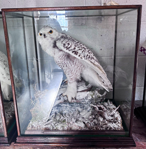 Taxidermy snowy owl bird - taxidermy,