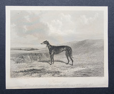 Antique 1846 Print - Champion