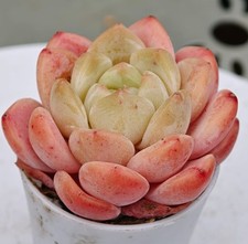 Echeveria RARE 'White Diamond'