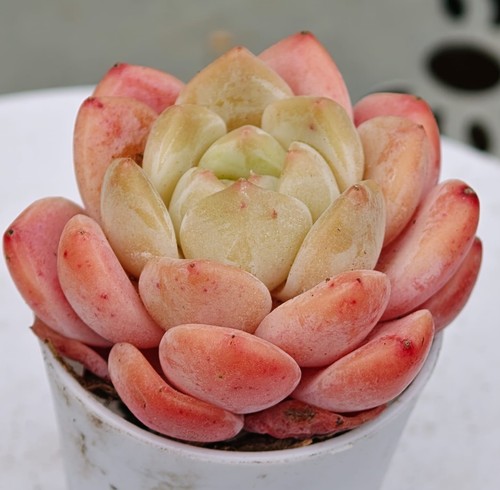Echeveria rare white diamond - echeveria,