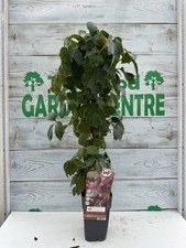 Virginia Creeper – Hardy Parthenocissus Climber – 2L Pot 60cm– Autumn Red