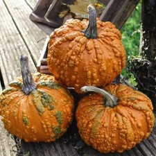 T&M Pumpkin Seeds Vegetable Annual Garden Plant Zombie 1x Seed Packet