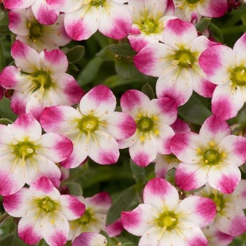 Saxifraga arendsii marto - arendsii, 'marto
