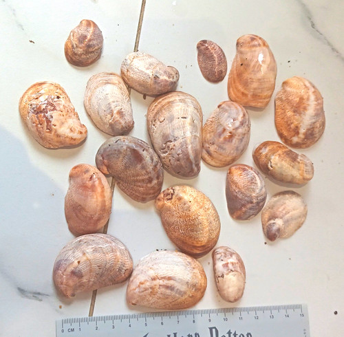 Slipper snail shell - slipper, natural