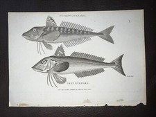Original 1803-04 Shaw Copperplate Engraving Fish Gurnard