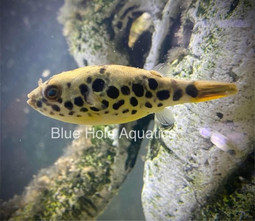 Spotted congo puffer - congo, 2-3”