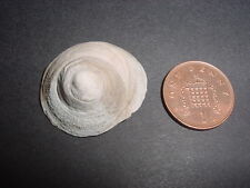 RARE LARGE Bartonian Eocene