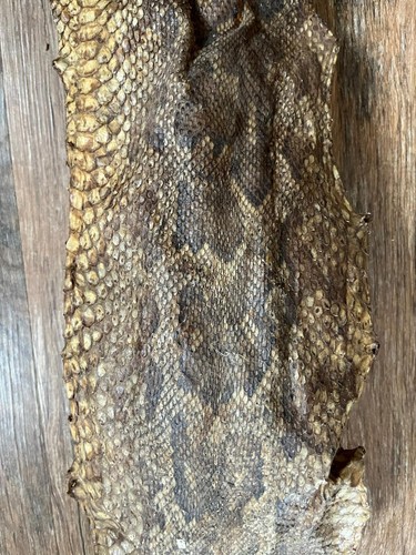 15ft large beautiful snakeskin