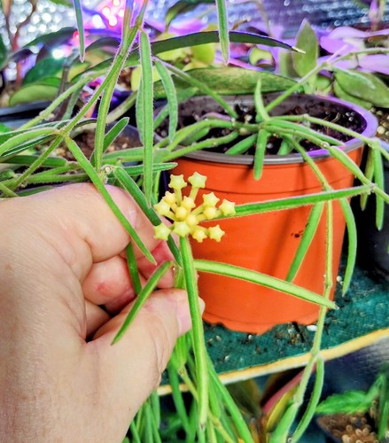 Hoya linearis fully - linearis,
