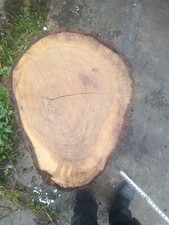 Large Oak Tree Trunk Section/Log/Wood - Carving/Woodworking 400mm diameter
