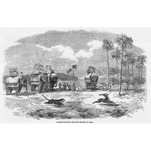 India antelope hunting - antelope,