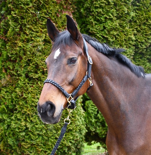 Rhinegold lazio plaited - lazio,