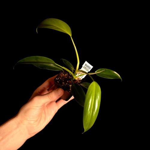 Philodendron costa rica - philodendron,