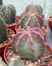ECHINOCEREUS SUBINERMIS -