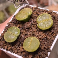 Exact Plant，4pcs Full Window