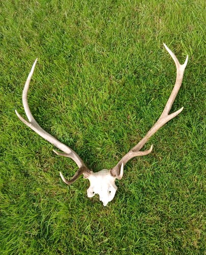Large point red deer antlers - large,