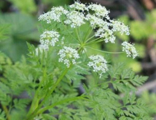 Conium maculatum - , (hemlock)-