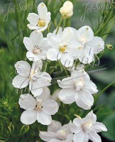 Dwarf delphinium butterfly - dwarf,
