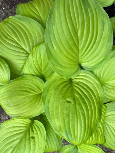 Hosta guacamole large - hosta, 'guacamole’