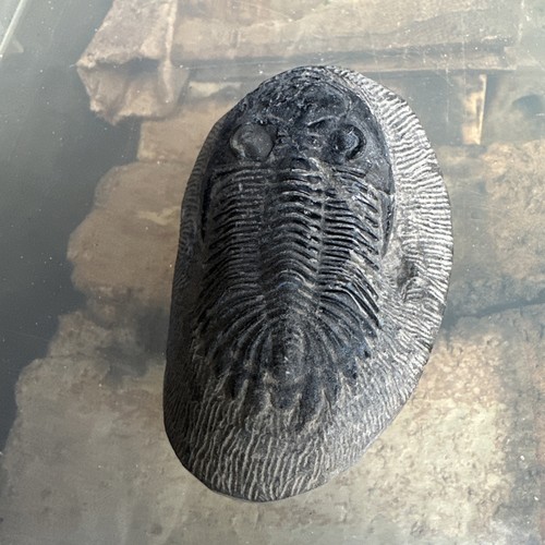 Hollardops trilobite fossil - hollardops,