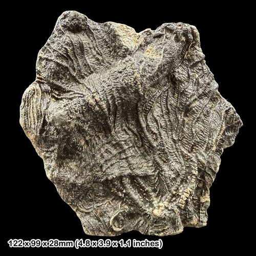 Pentacrinites crinoid fossil - pentacrinites,