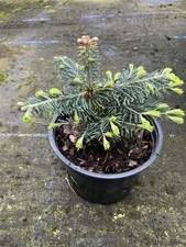 Corkbark Fir 20/40cm (2L)
