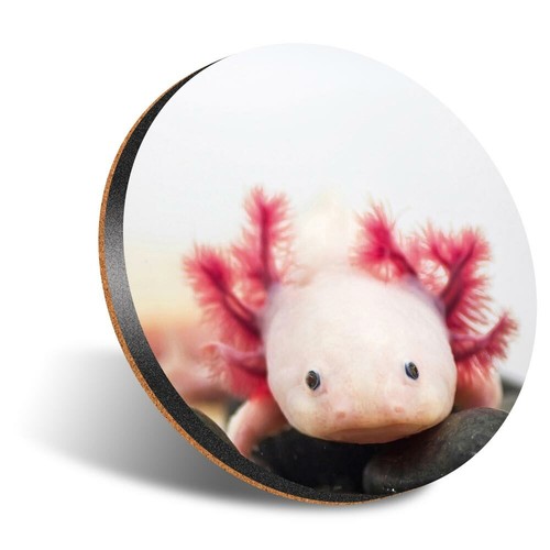 Round 12cm coaster - 1, x