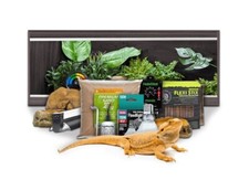 Swell reptiles bearded dragon - bearded,