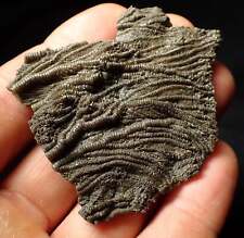 Detailed 3D pyritised crinoid head fossil (60 mm) Jurassic Coast Fossils UK rock