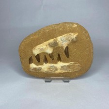 Composite Fossil MOSASAUR Jaw - Mosasaurus Dinosaur Tooth - Cretaceous - Morocco