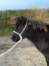 Mini shetland rope - mini, shetland/shetland
