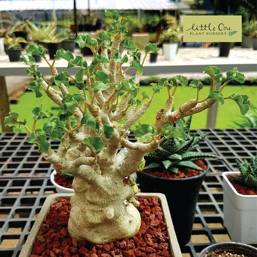 Dorstenia gypsophila fresh