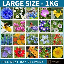WILD FLOWER SEEDS SIMPLY SCATTER WILDFLOWER PLANTS BUTTERFLY BEE MIX LARGE 1KG