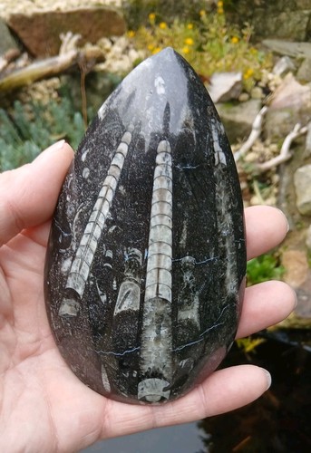 Orthoceras fossil pear 135mm - fossil,