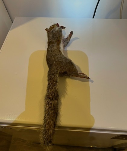 Whole frozen grey squirrels - whole,