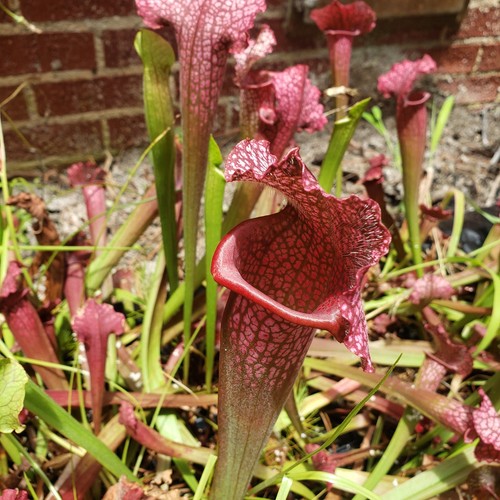 American pitcher plant - american,