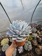 OLD Succies (in 16cms pot,from the pic,STRONG  woody stem,selling own Collection